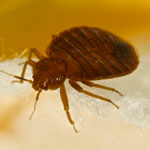 Bed Bugs