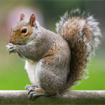 Grey Squirrel
