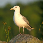 Herring Gull