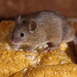 House Mouse