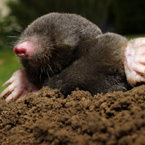 Mole