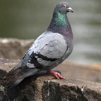Pigeon