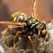 Wasp