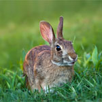 Wild Rabbit